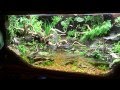 Paludarium - The Secret Garden - SZ --- Update 24.Tag