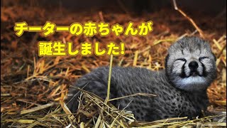 年ぶり『チーターの赤ちゃん』が誕生しました