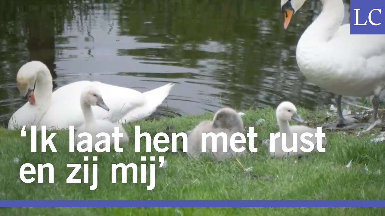 Zwanen bezetten tuin van Raymond in Leeuwarden
