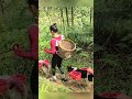 🐕 Girl Harvests Wild Bananas While Two Dogs Help Carry the Load