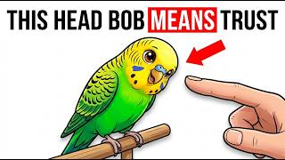 Your Budgie's Head Bobbing Explained by Avian Behaviorists...