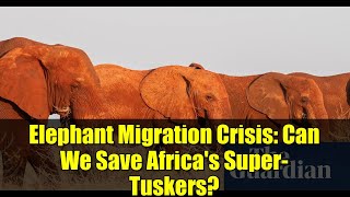 Elephant Migration Crisis: Can We Save Africa's Super-Tuskers?