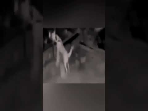 Doberman se enfrenta a un grupo de coyotes