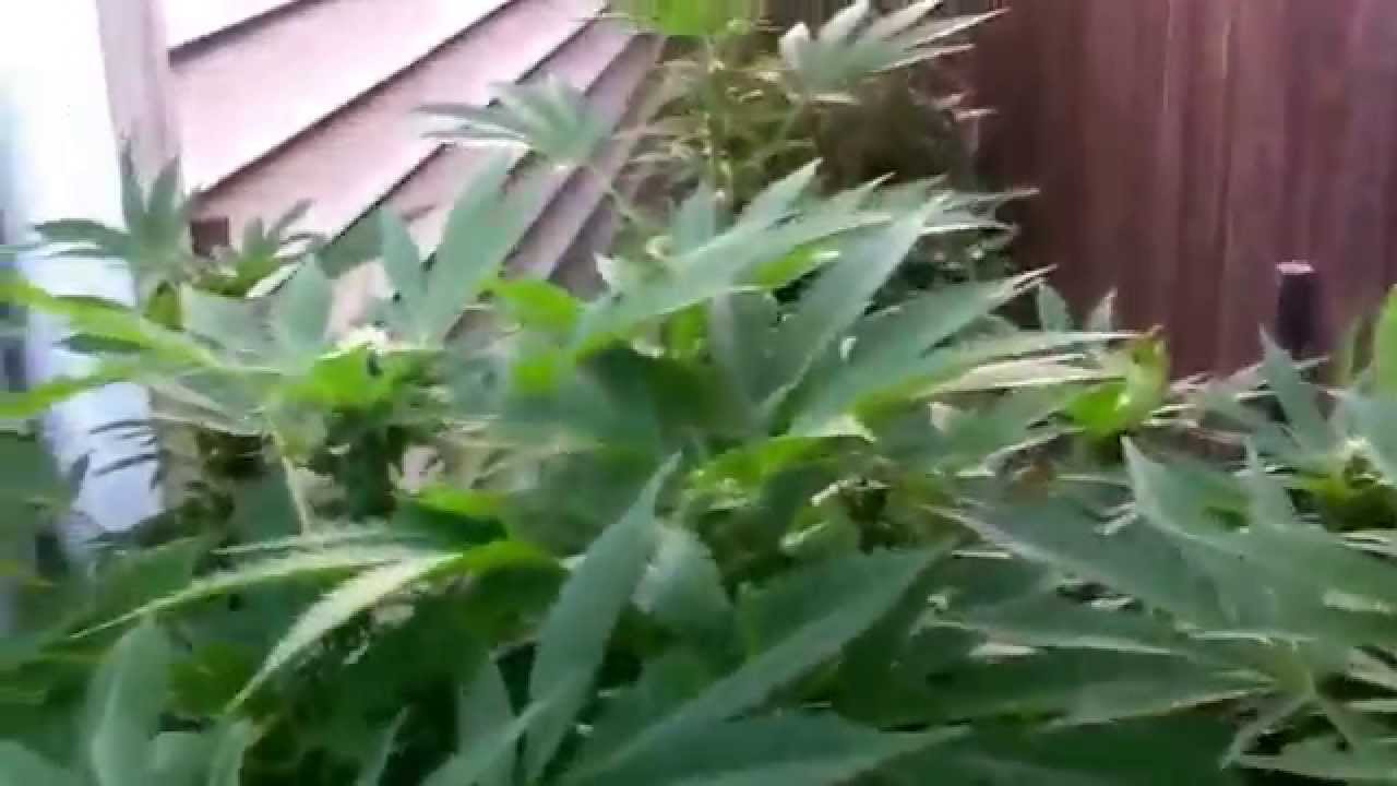 Green Thumb Girls-Outdoor Ganja Garden Update