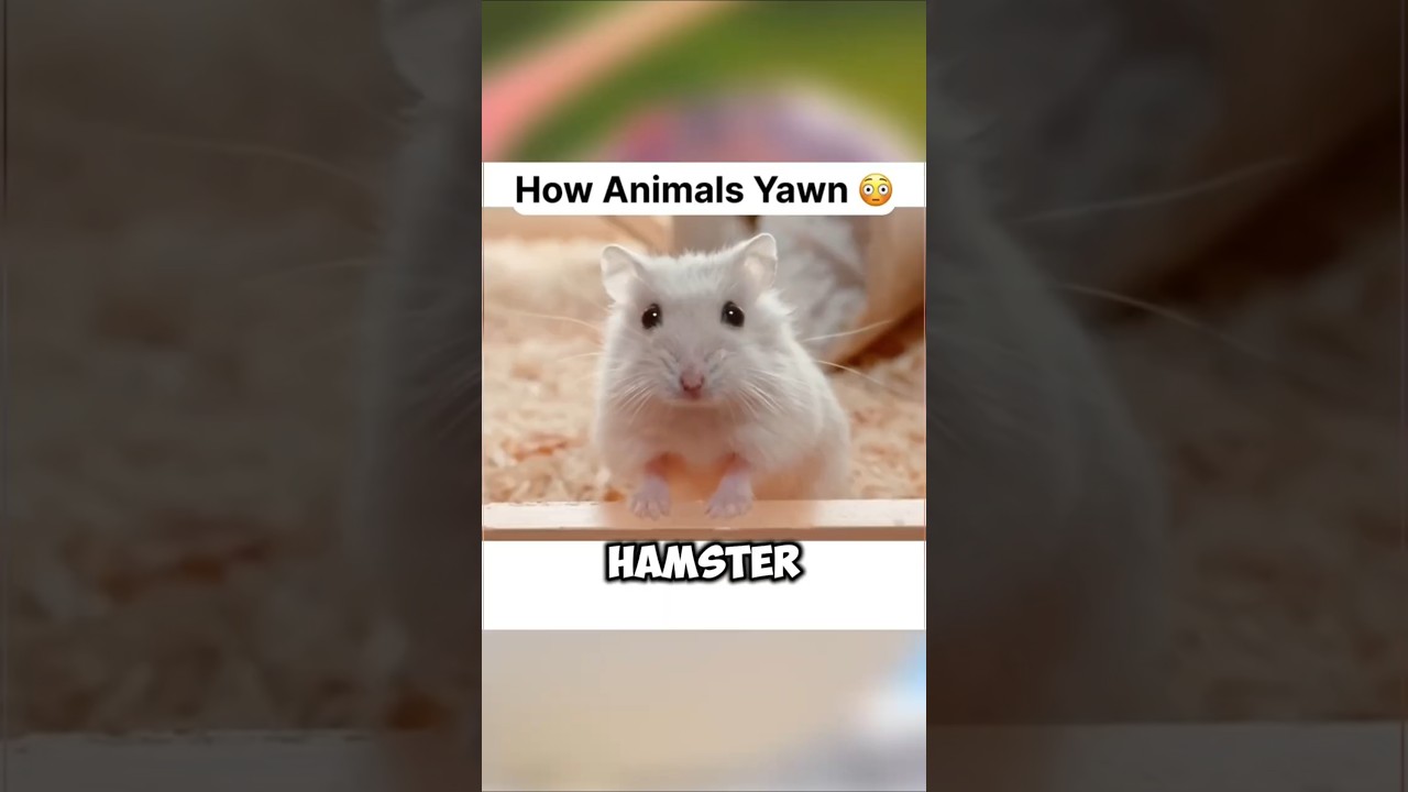 How Different Animals Yawn!? 