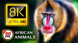 Legendary African Animals 8K Ultra Hd 60Fps