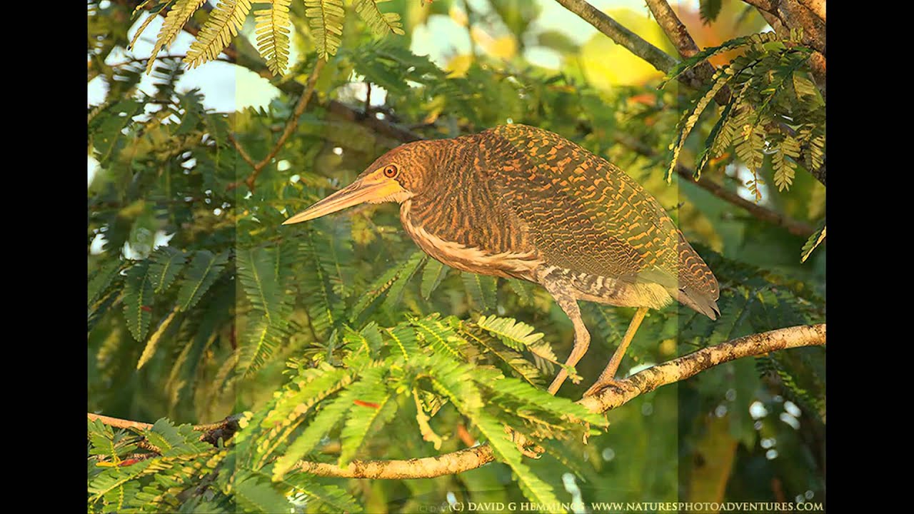 NATURES PHOTO ADVENTURES - ECUADOR 2011 - YouTube