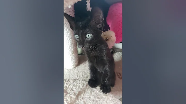 Video 6742811: oriental kittens playing, lovely oriental kittens