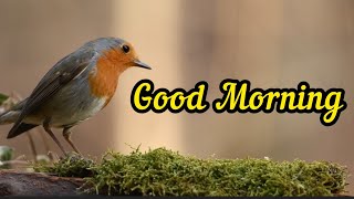 Everyday is an opportunity | Good Morning Whatsapp status |Good Morning motivational quotes |Morning screenshot 4