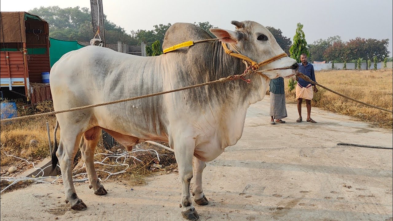 RK BULLS ( బీమా _శానంపూడి గిత్త ) వేటపాలెం గ్రామం చుండూరు మండలం బాపట్ల జిల్లా వారి గిత్తలు