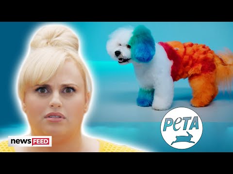 Rebel Wilson's Show 'Pooch Perfect' SLAMMED For Cruelty!