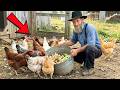 STOP Feeding Chickens Grains: Amish DO THIS instead For $2.25/Week