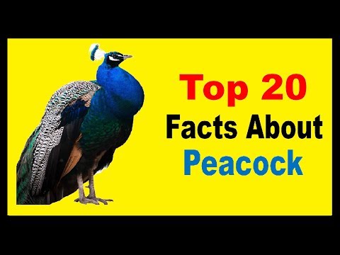 Peacock - Facts