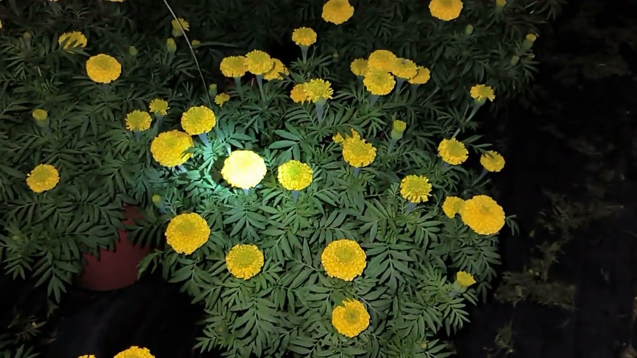 Cách trồng vạn thọ Tết 2025 phần 15 - cập nhật 16/12 Âm Lịch