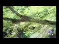 情夜灯