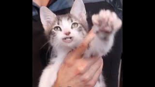 When your cat writes a song clean