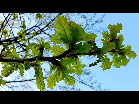 Футаж Весенний Дуб. Молодые Листочки Дуба. Весенняя Листва Дуба. Футажи для видеомонтажа