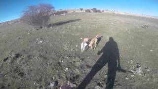 Caza menor Cardeñosa 17-01-2016