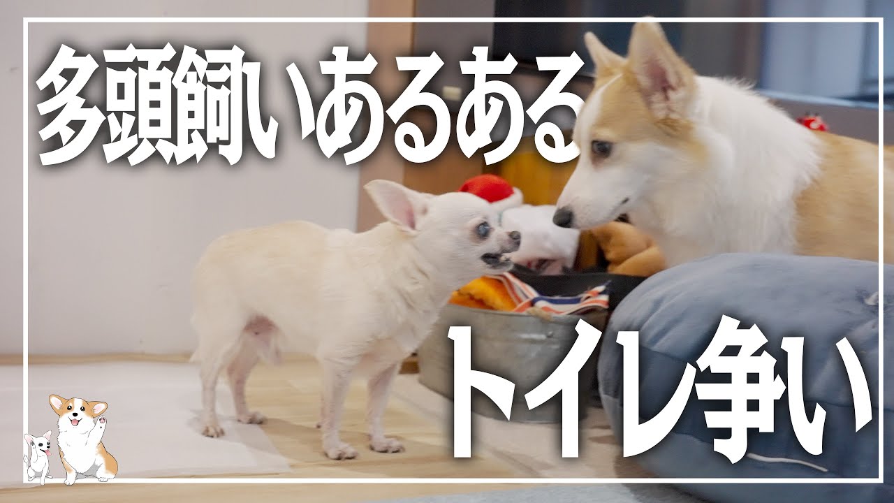 仕事の流儀 朝は犬もトイレの順番争い プロフェッショナルなコーギーはこうする Youtube 仕事の流儀 朝は犬もトイレの順番争い プロフェッショナルなコーギーはこうする Youtube