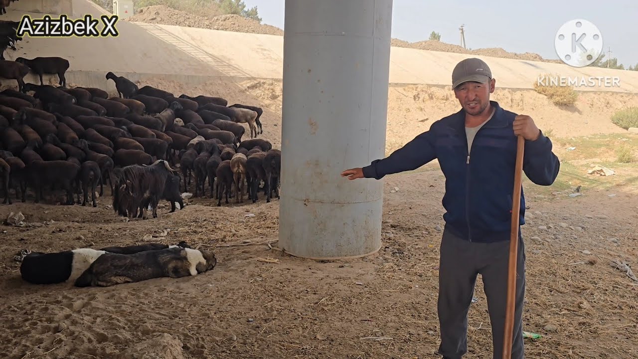  Қӯйлар яйловдан қайтди, Сотиладиган қӯчқор ва ирғочи қӯзилар бор 