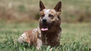 Australian Cattle Dog - Dog Breed Information by Zayzoo 48 views 4 years ago 2 minutes, 5 seconds