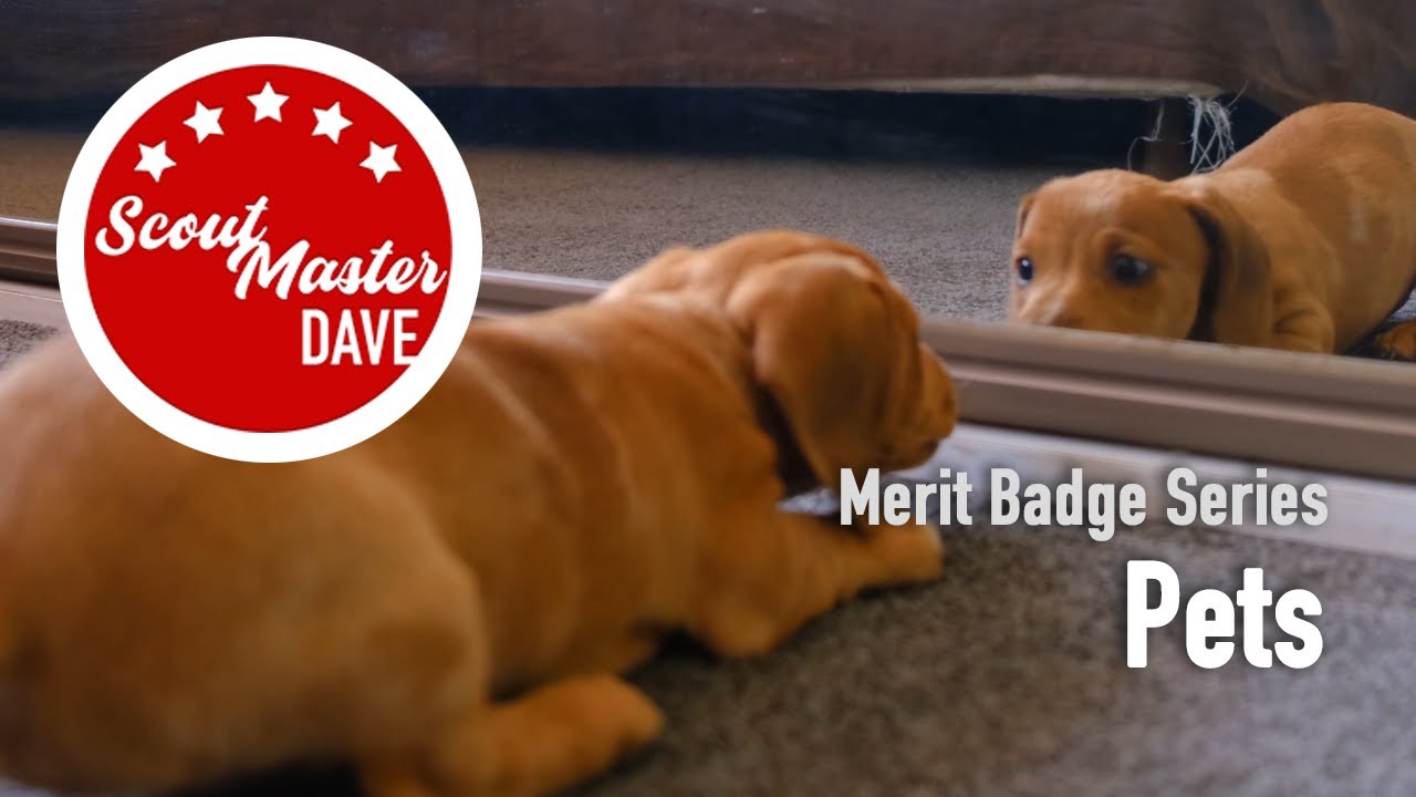 🐾 Pets Merit Badge Overview | ScoutMaster Dave