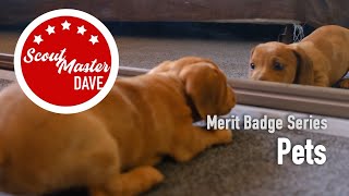 🐾 Pets Merit Badge Overview | ScoutMaster Dave