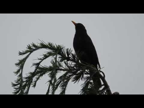 Video: Quali Storni Hanno Il Becco Giallo?