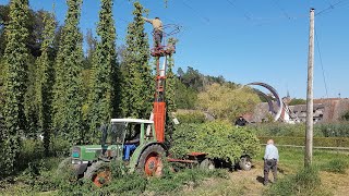 Hopfenernte 2020 Kartause Ittingen