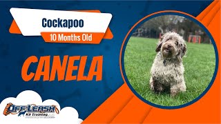 Best Cockapoo Dog Training | Canela | Dog Training in London by Off-Leash K9 Training London 7 views 8 days ago 6 minutes, 46 seconds
