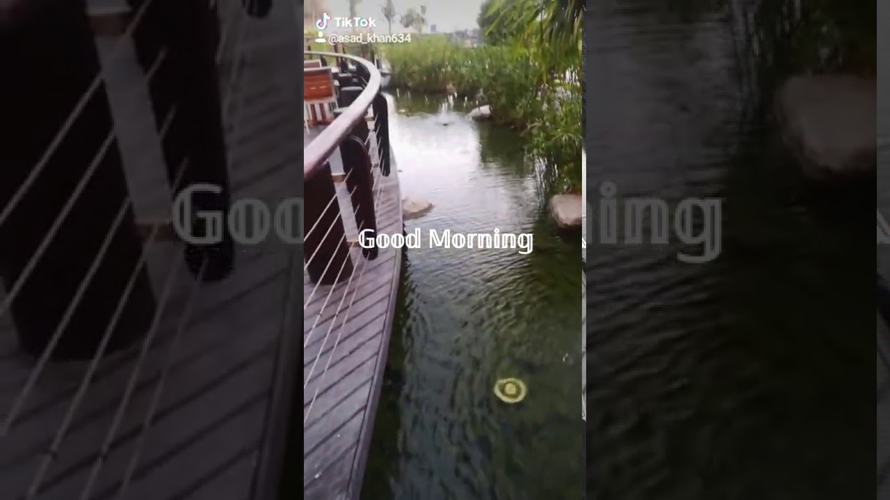 Birds as well as water's sounds relaxing morning at Abu dhabi United Arab Emirates
