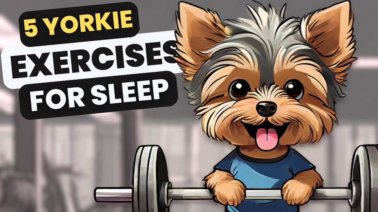 5 SIMPLE Exercises to Guarantee Your Yorkie SLEEPS Tonight YouTube