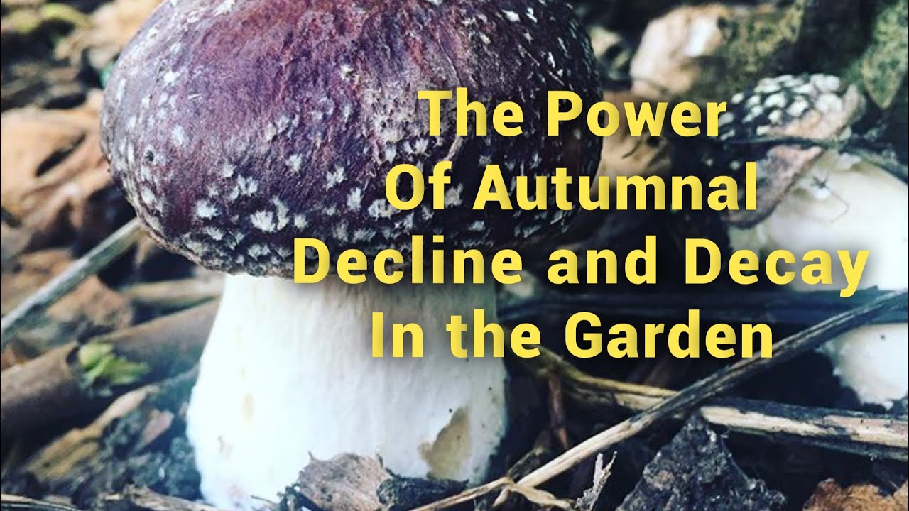 Appreciating the Garden’s Autumnal Decline