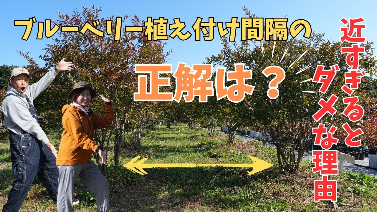【ブルーベリー植え付け間隔】どのくらい離せば正解？地植えと鉢植え両方解説します