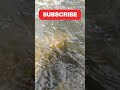 Pure River Ambience 🌊 | So Addictive to Watch #shorts #healing #meditation #relaxing #nature