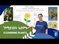 Flowering Plants የሚያብቡ እፅዋት 