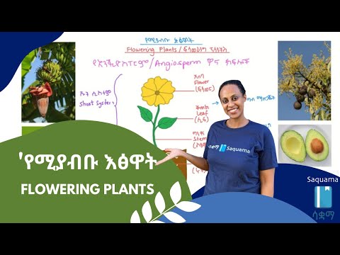 ቪዲዮ: የሚያብቡ የሚያለቅሱ ዛፎች፡ትንንሽ የሚያብቡ የሚያለቅሱ ዛፎችን ማደግ