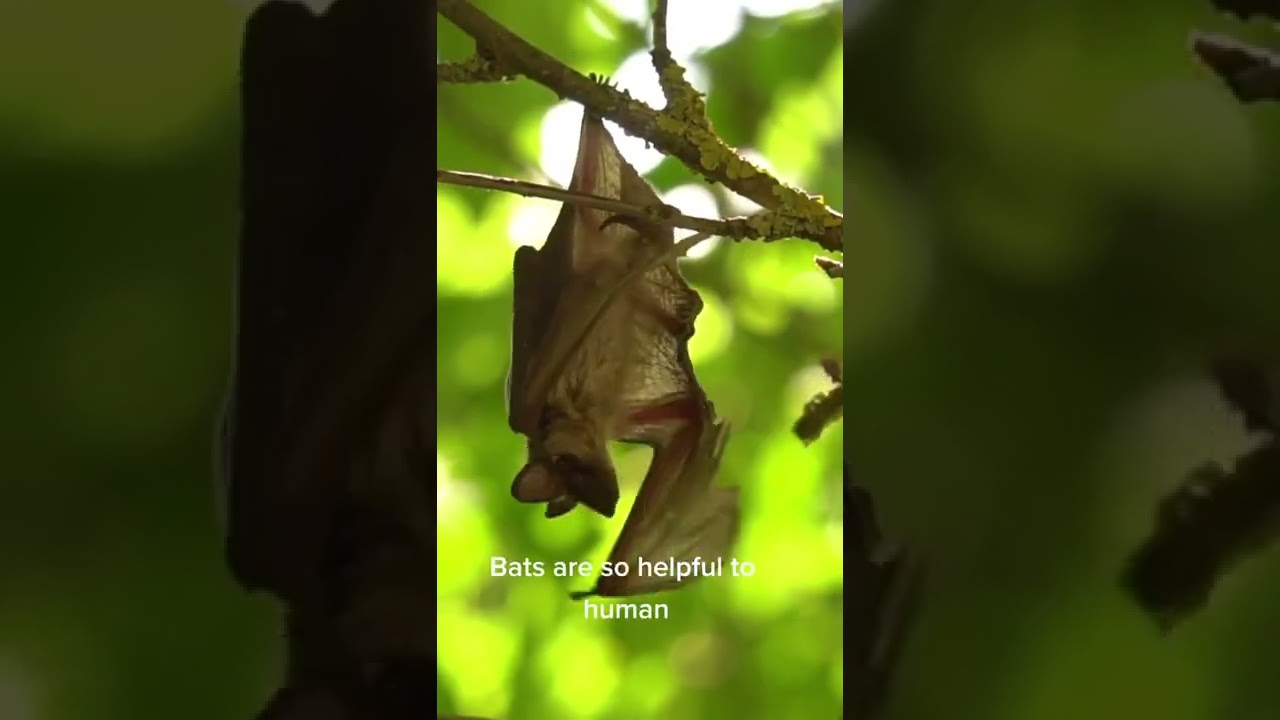 Bat are like flyingfox 