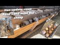 Update On New Laying Hens | Meet The Sheep | Coup Reno’s!