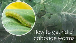 What are ways of getting rid of cabbage worms? | Vegetable Experts answer your gardening questions!