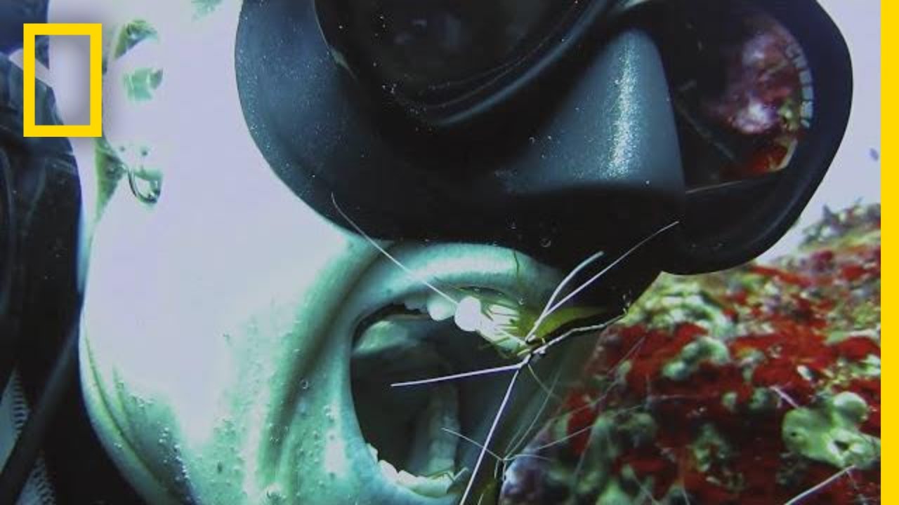 Should You Let Shrimp Clean Your Teeth? National Geographic YouTube