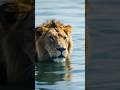 Lion hippo elephant #lion #hippo #elephant #safari #animals #wildlife #cats
