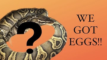 WE GOT EGGS! - OUR FIRST BALL PYTHON CLUTCH
