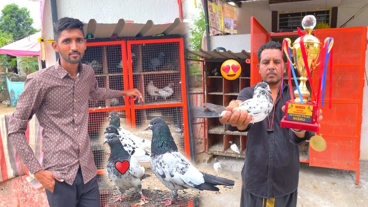 Inke Pass Hai Har Ek Nasl K High Flyer Kabootar 🤩 || Royal Teddy,Kasni,Golden,Rampuri,Lokhande