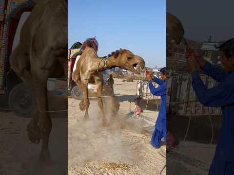 يحاول الجمل أن يزأر على الرجل 