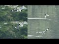 Pied Kingfisher- Hovering and diving for fish facinating to watch the activities#relax #relaxing
