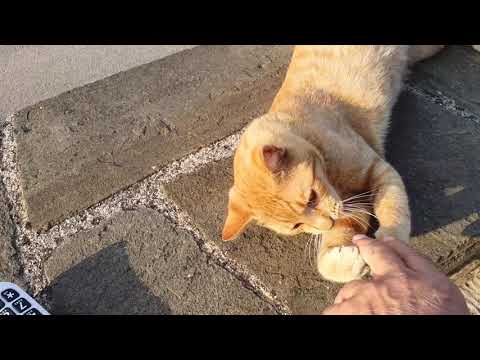 Βίντεο: Κατανόηση των άγριων γατών και πώς να τις βοηθήσετε