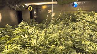 Room A - Super Diesel Haze Cannabis Grow - Day 29 of Flower