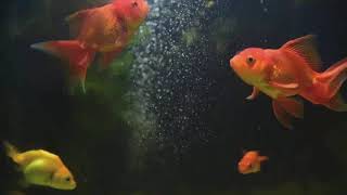 A fish is an aquatic, craniate, gill-bearing animal that lacks limbs with digits screenshot 4