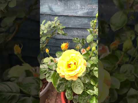 Rose Arthur Bell